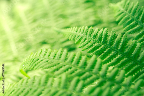Fern leaf close up