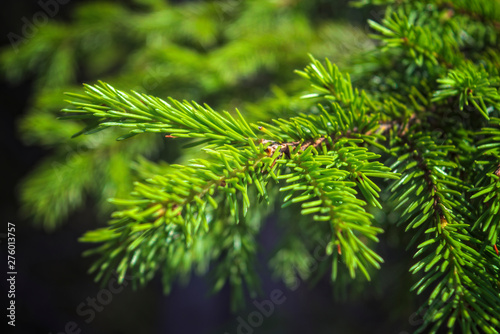 A branch of spruce with young needles on a blurred green background.