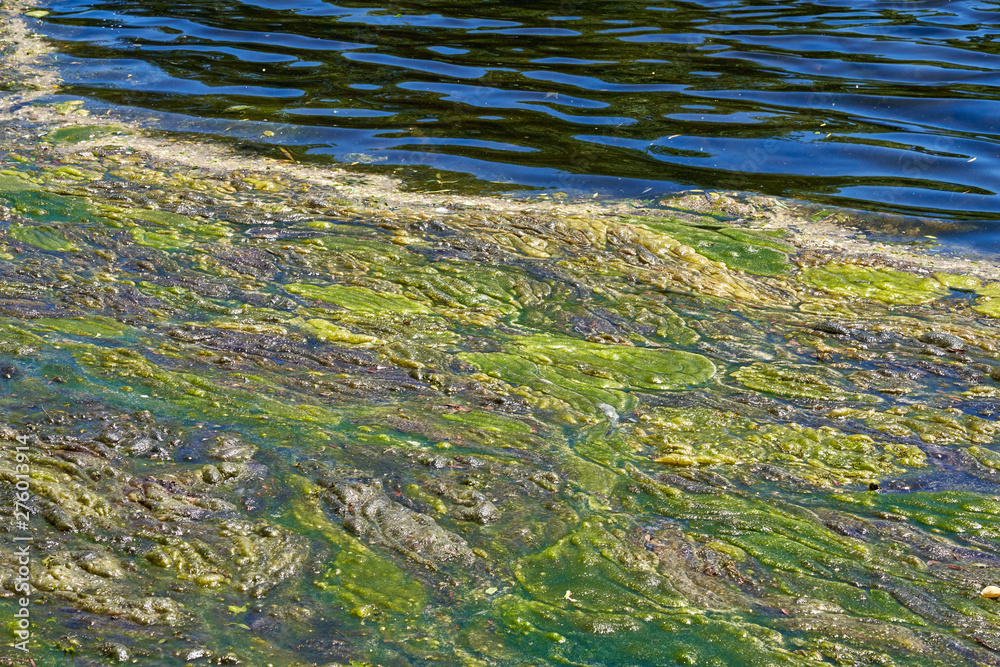 vibrant blue and green background of algae on the surface of a lake