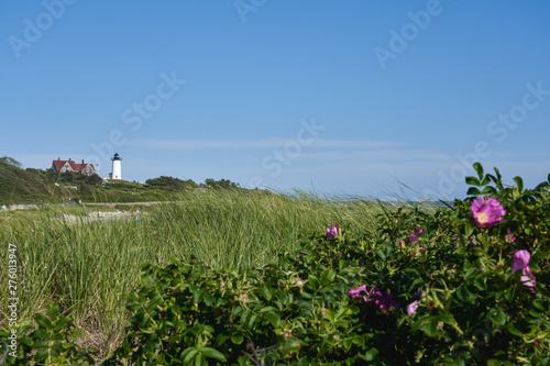 view of the Nobska Light lighthouse beyond the beach covered with seagrass and pink roses photo