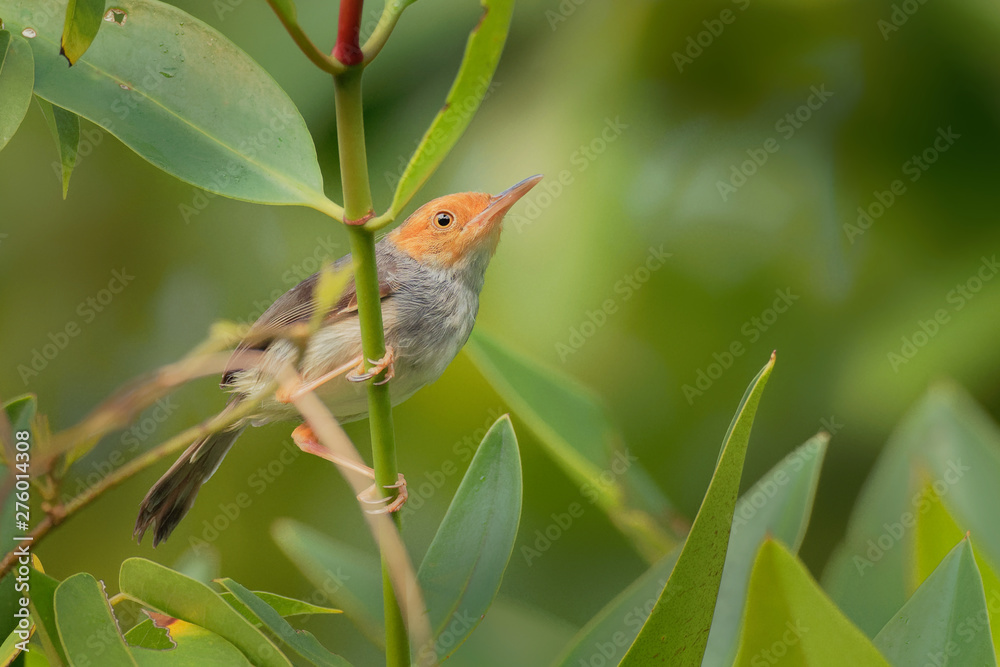 Ashy Tailorbird - Orthotomus ruficeps bird in the family Cisticolidae. It is found in Brunei, Indonesia, Malaysia, Myanmar, the Philippines, Singapore, and Thailand, Vietnam Ashy Tailorbird - Orthotomus ruficeps bird in the family Cisticolidae. It is found in Brunei, Indonesia, Malaysia, Myanmar, the Philippines, Singapore, and Thailand, Vietnam