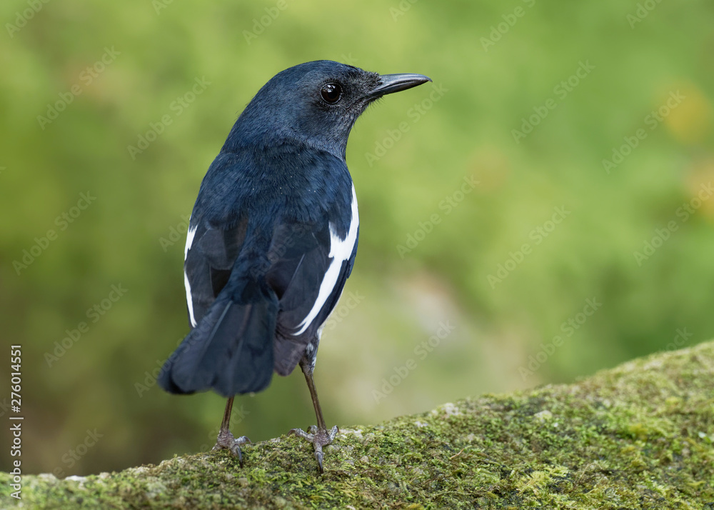 Oriental Magpie-Robin - Copsychus saularis small passerine bird that was formerly classed as a member of the thrush family Turdidae Oriental Magpie-Robin - Copsychus saularis small passerine bird that was formerly classed as a member of the thrush family Turdidae