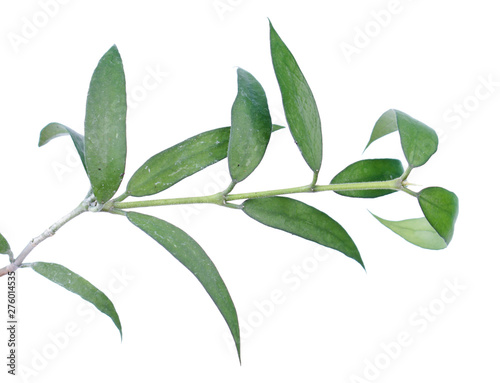 Branch of Hoya pandurata with green leaves isolated on white background