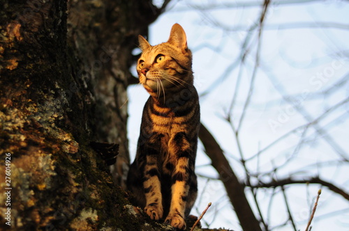 Bengal in a tree