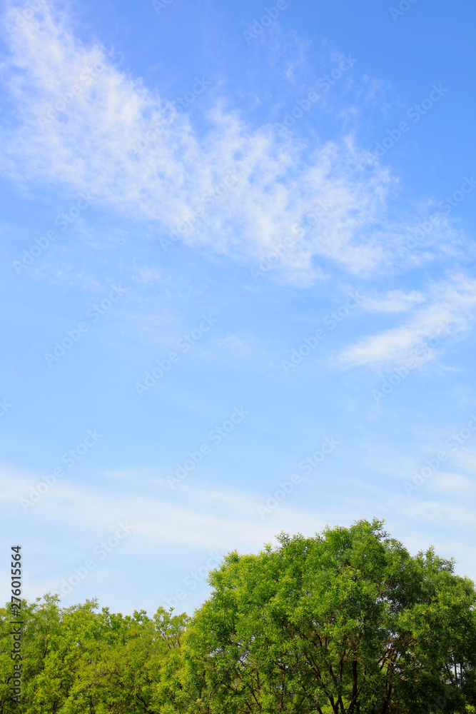 Blue sky and white clouds and green trees Blue sky and white clouds and green trees