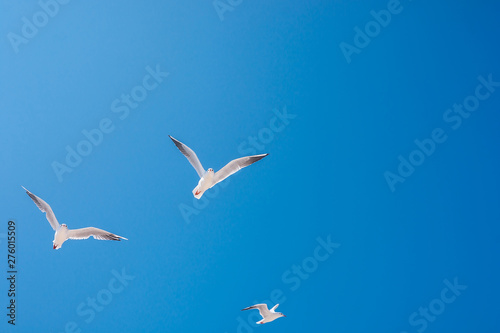 Fototapeta seagulls birds fly in the summer in the sky.