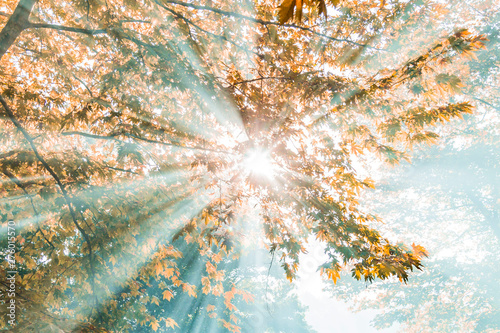 Autumn Forest Illuminated by Sunbeams through Fog  Leafs Changing Colour