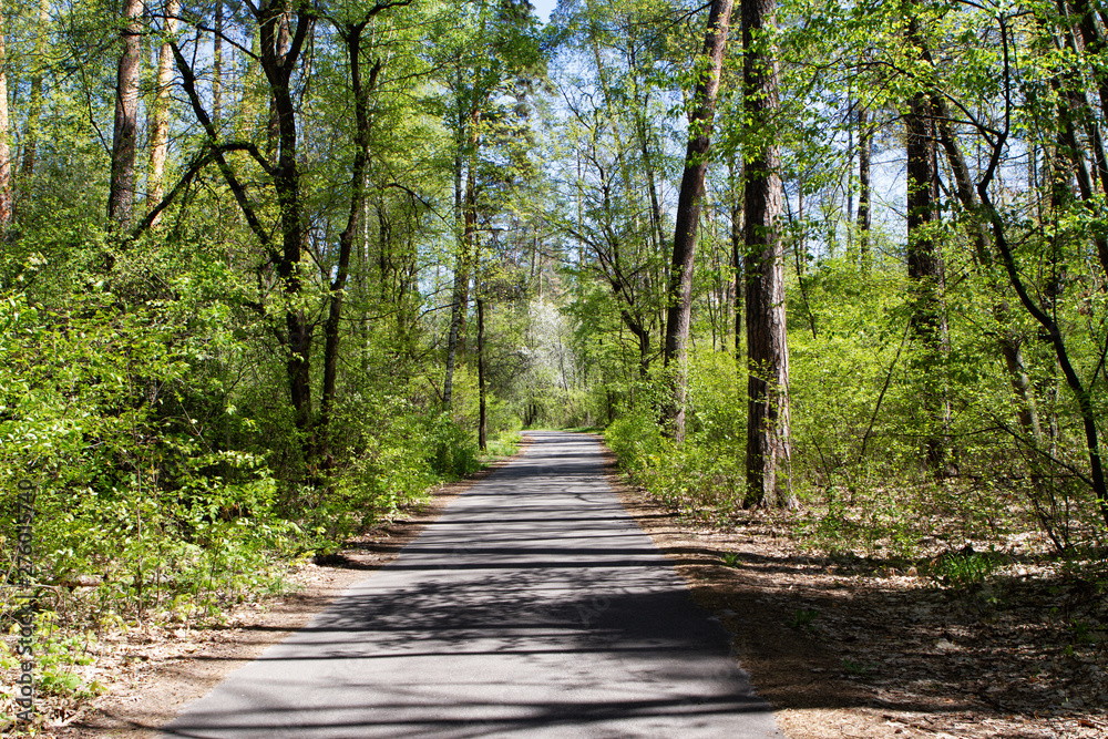 Trees with foliage in the forest. There is a road between the trees. Trees with foliage in the forest. There is a road between the trees.