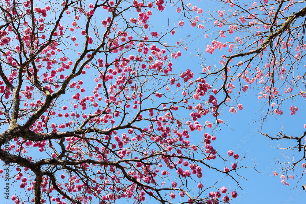 Ipê rosa