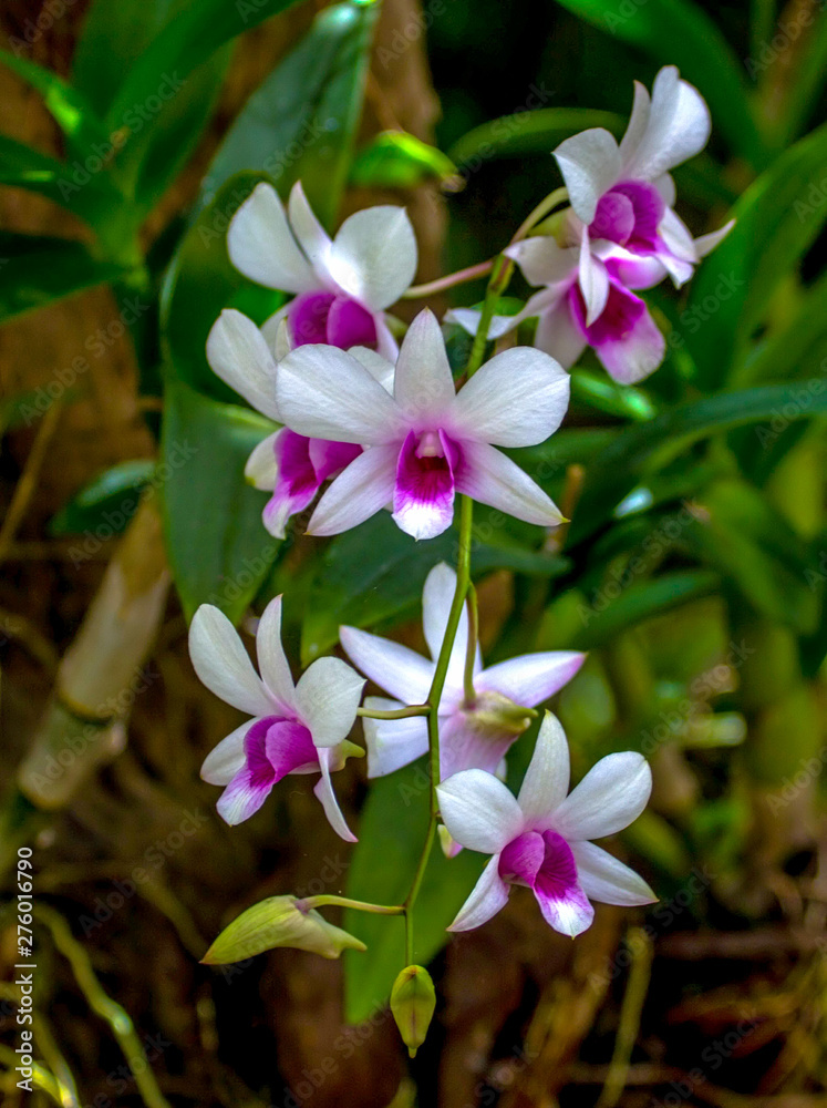 flower shot on  island