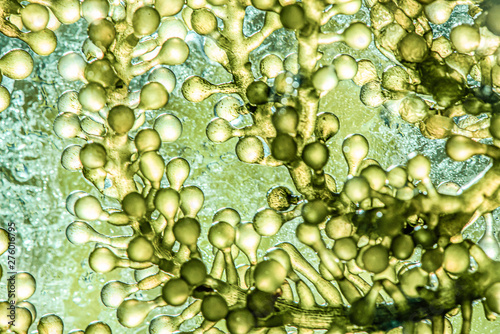 Quadro su tela Biofuel research process in laboratory, Microalgae Photobioreactor for alternati