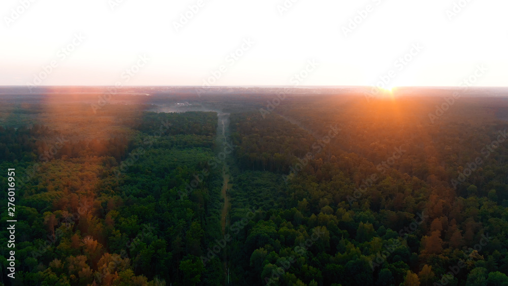 Aerial 4k flying over a beautiful pine tree forest in the sunset