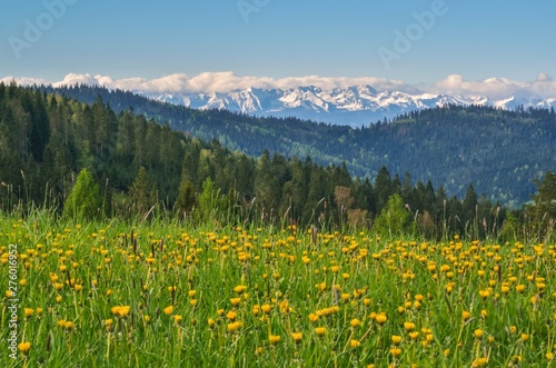 Beautiful spring mountain landscape. Green meadows with yellow flowers and snow-capped mountains.