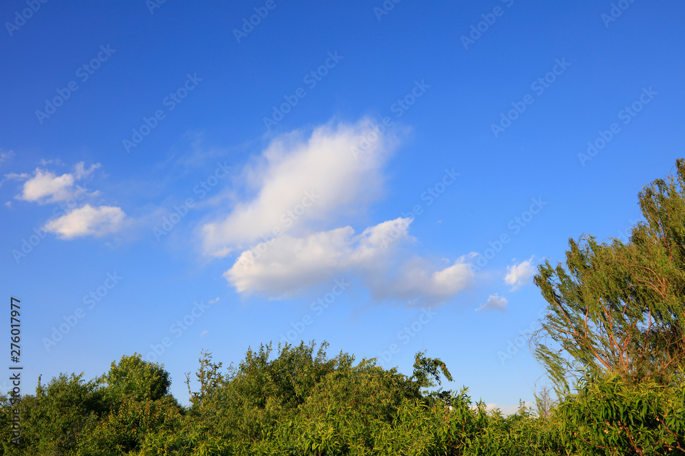 Blue sky, white clouds and green trees