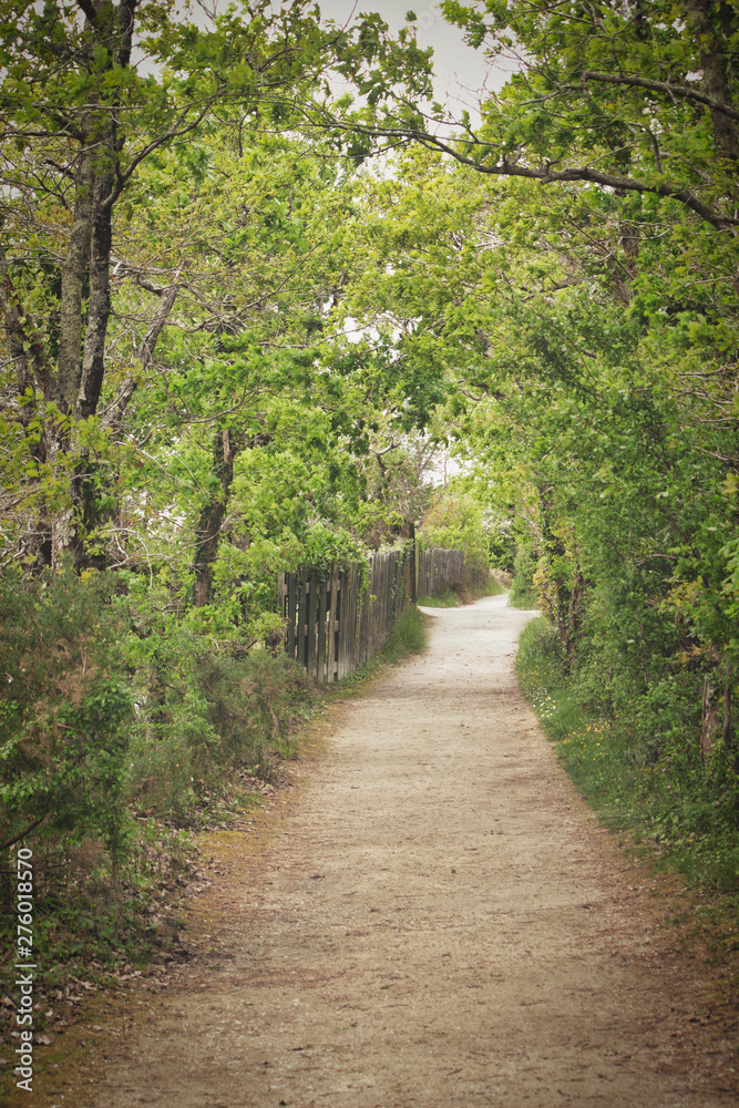 Chemin forestier