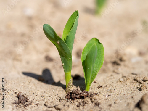Corn sprouts growing in a dried soil