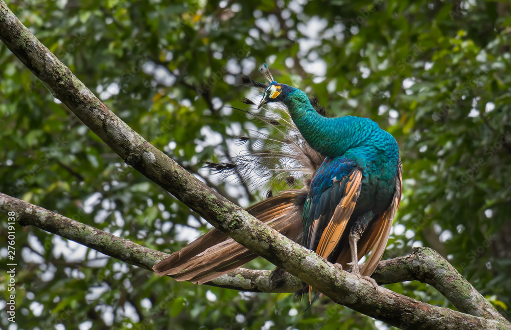 Obraz premium Thai peacock on a branch in the forest
