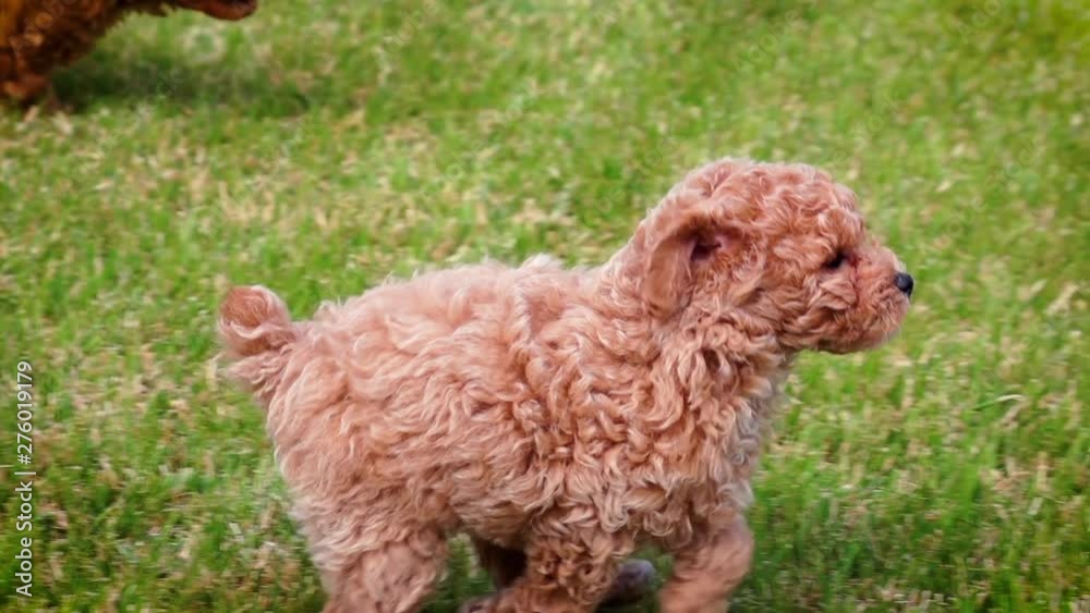 Cute poodle puppy playing in slow motion Cute poodle puppy playing in slow motion