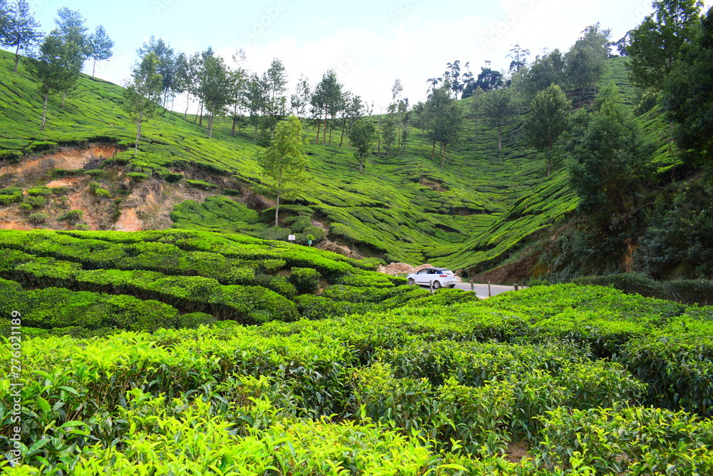 tea plantation estate in munnar, india