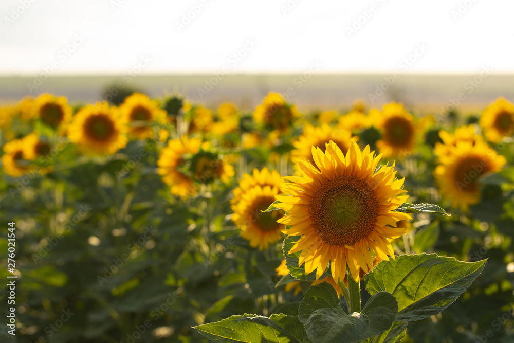 Fototapeta premium Sunflower Flower Blossom. Golden sunflower in the field backlit by the rays of the setting sun.