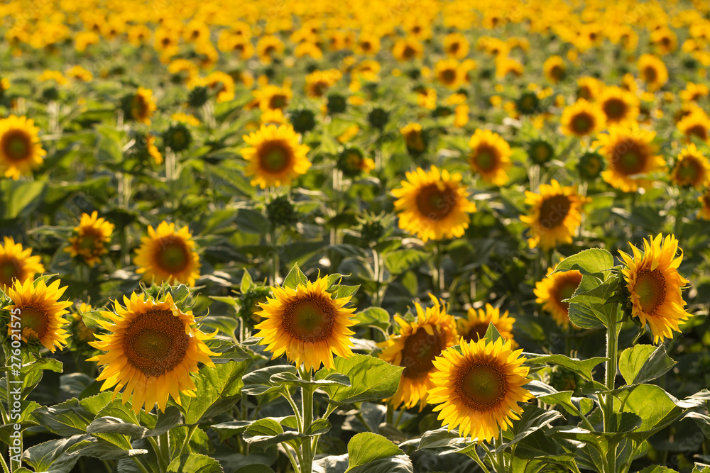 Sunflower Flower Blossom. Golden sunflower in the field backlit by the rays of the setting sun. Sunflower Flower Blossom. Golden sunflower in the field backlit by the rays of the setting sun.