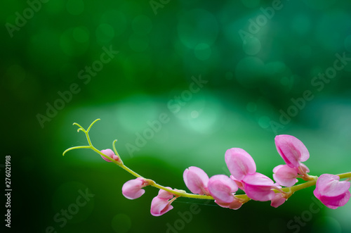 Green background Bokeh and pink flowers on the front. photo