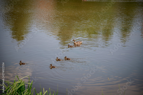 Duck with ducklings swims in the lake