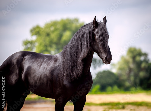 Beautiful friesian stallion with a long mane © Елизавета Мяловская