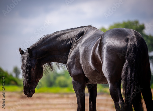 Beautiful friesian stallion with a long mane
