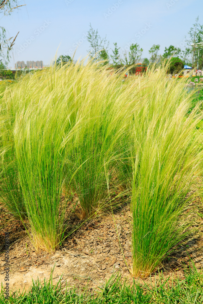 Stipa tenuissima in a park Stipa tenuissima in a park