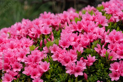 Pink azalea flower, in full bloom, Rhododendron