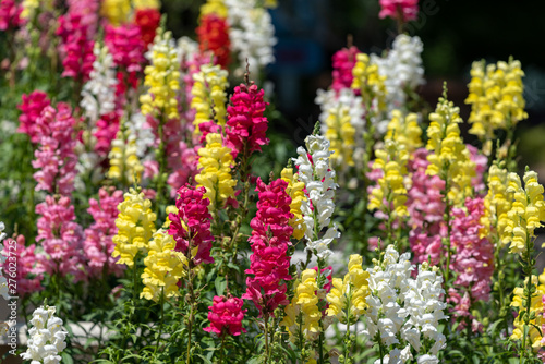 Fototapeta Naklejka Na Ścianę i Meble -  Colorful flower of Snapdragon, Antirrhinum majus