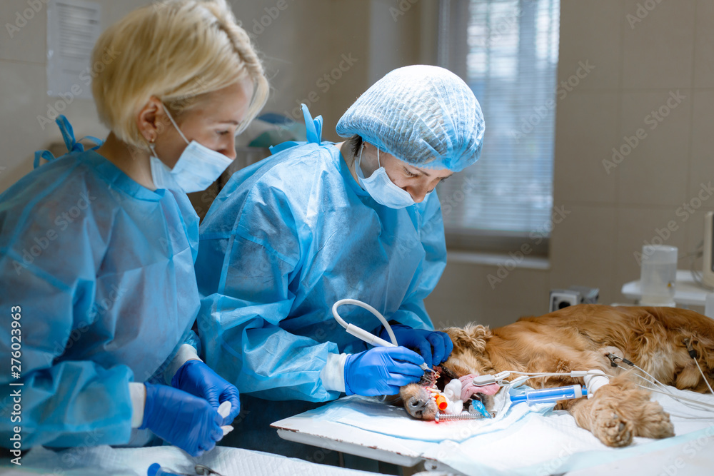 Φωτογραφία woman veterinarian dentist doing procedure of professional teeth cleaning dog in a veterinary clinic