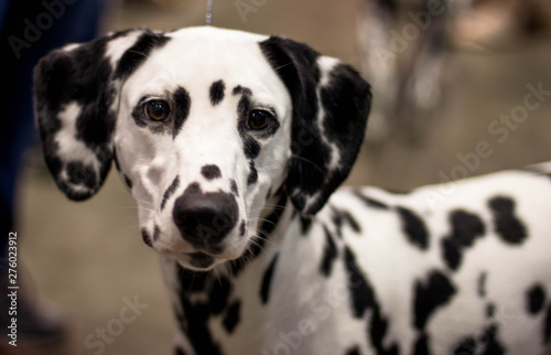 Dalmatian   Dog 