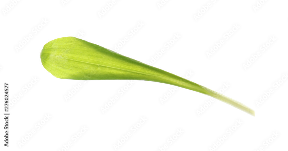 Leaf of wild garlic or ramson isolated on white Leaf of wild garlic or ramson isolated on white