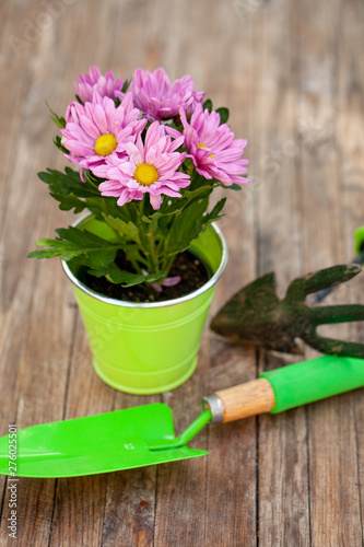 Close up of gardening flower in the pot and tools on the aged wooden table. Village concept. Summer Still life outdoor. Textured background. Composition. Copy space...