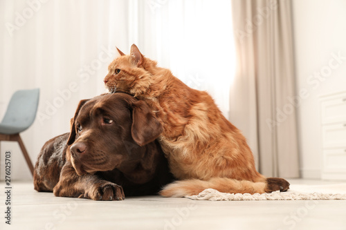 Cat and dog together on floor indoors. Fluffy friends