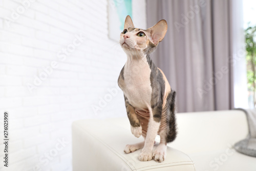 Adorable Sphynx cat on sofa at home, space for text. Cute friendly pet