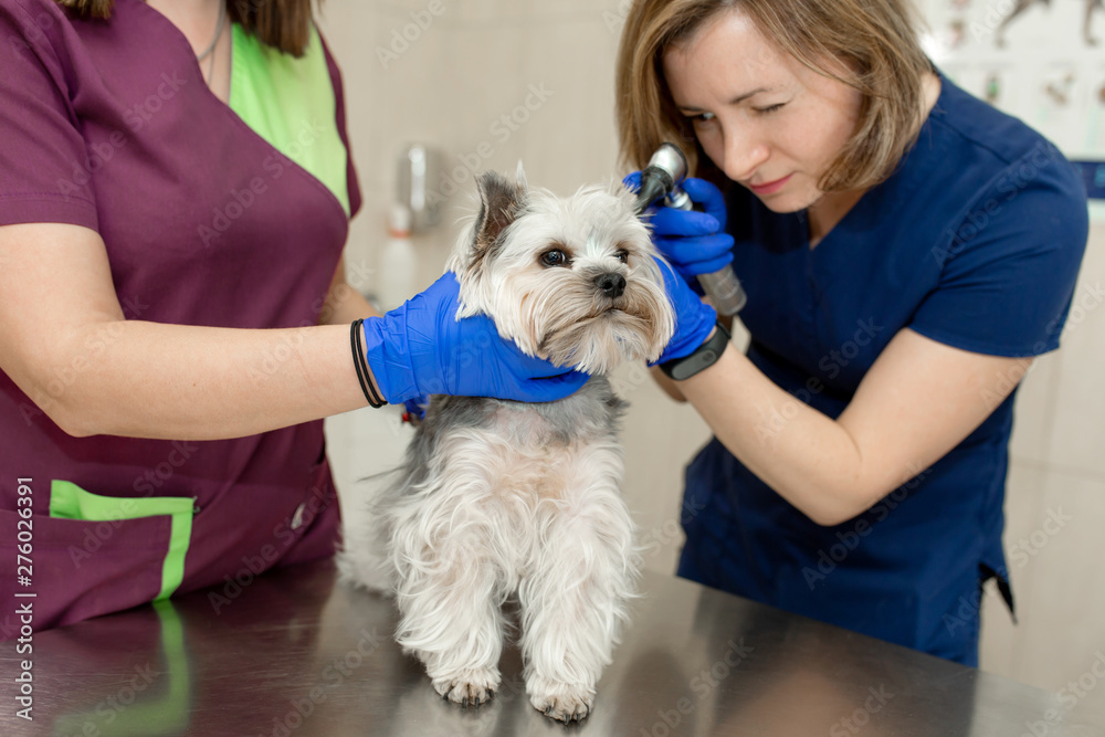 Φωτογραφία Beautiful vet doctor examines a small cute dog breed Yorkshire Terrier with the help of an otoscope in a veterinary clinic