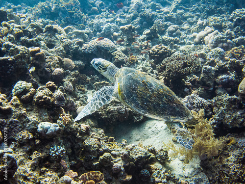 Turtle in Red Sea, Aqaba, Jordan