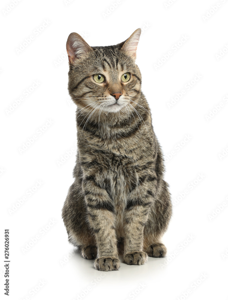 Cute tabby cat isolated on white. Friendly pet
