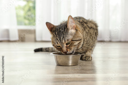 Cute tabby cat eating dry food on floor indoors. Friendly pet