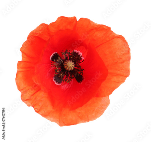 Fresh red poppy flower isolated on white, top view