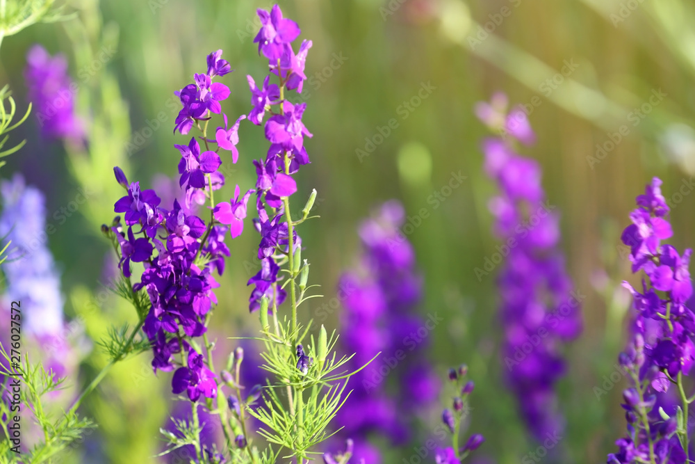 Obraz premium Beautiful wild flowers outdoors on sunny day, closeup with space for text. Amazing nature in summer