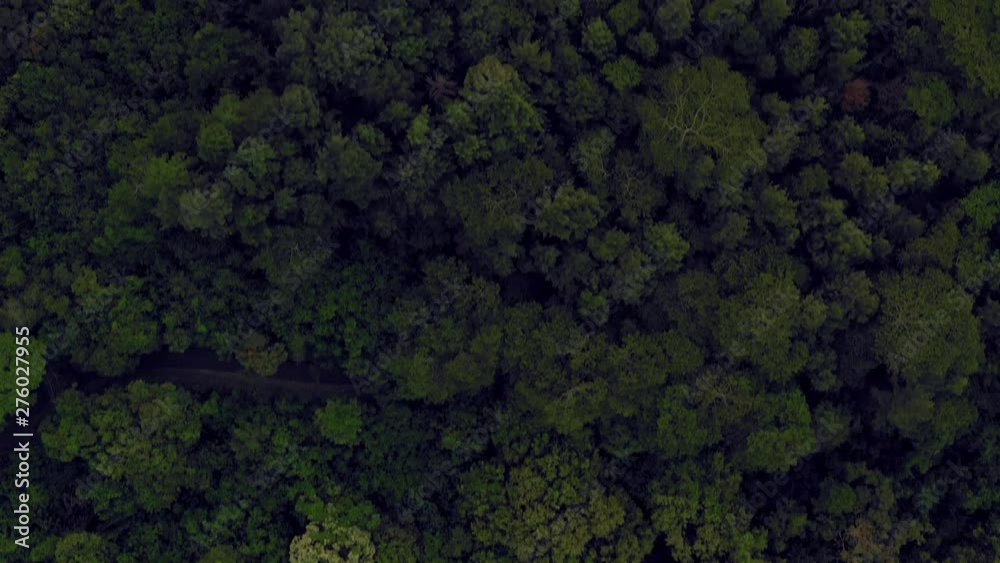 Aerial: Cluster of Trees Leading up to the Sunlit Mountains, Moorea, French Polynesia Aerial: Cluster of Trees Leading up to the Sunlit Mountains, Moorea, French Polynesia