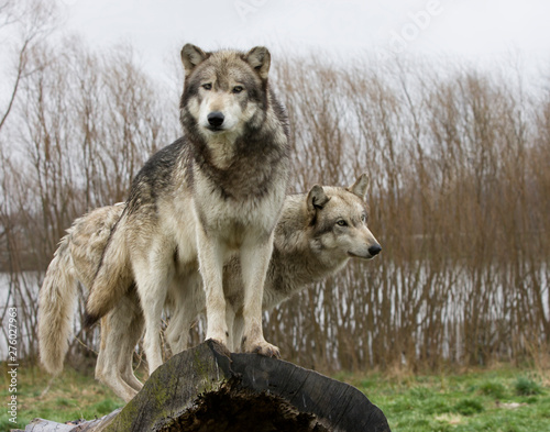 Two Grey Wolves on a Log