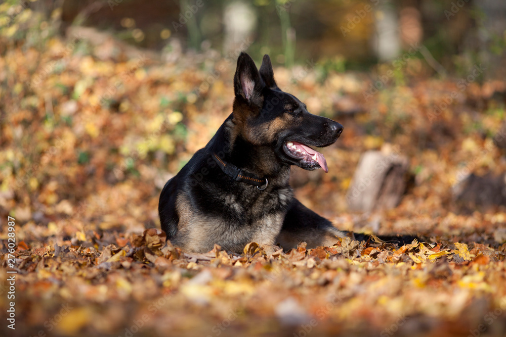 Schäferhund im Herbst Wald Schäferhund im Herbst Wald
