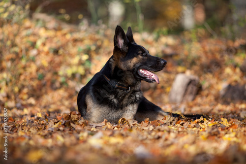 Schäferhund im Herbst Wald photo