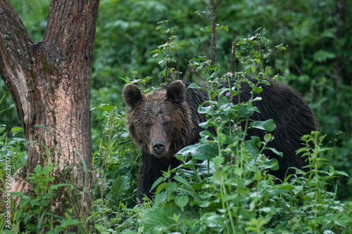 Brown bear (Ursus arctos) feedeing on a forest meadow. Bieszczady Mountains. Poland