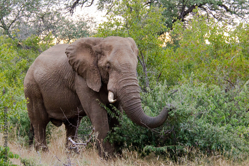 Fototapeta premium elephant in zoo